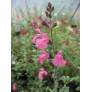 Salvia 'La Siesta' - Sauge arbustive rose
