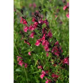 touffe de Salvia 'La Siesta' - Sauge arbustive rose