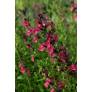 touffe de Salvia 'La Siesta' - Sauge arbustive rose