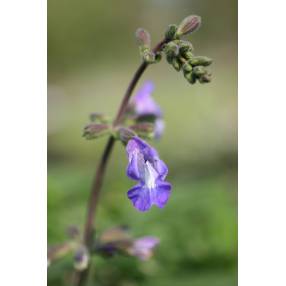 Salvia interrupta