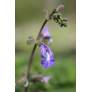 Salvia interrupta