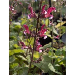 Fleurs rouge lie-de-vin de Salvia hierosolymitana