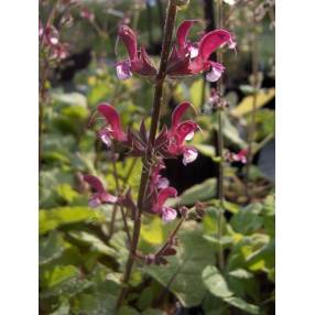 Salvia hierosolymitana - Sauge