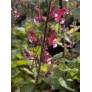 Fleurs rouge lie-de-vin de Salvia hierosolymitana