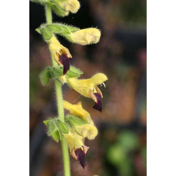 Salvia flava var. megalantha vente de Sauge à fleurs jaunes géantes — free download