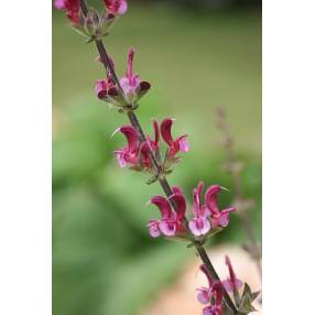 Inflorescence printanière de Salvia hierosolymitana