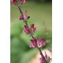 Inflorescence printanière de Salvia hierosolymitana
