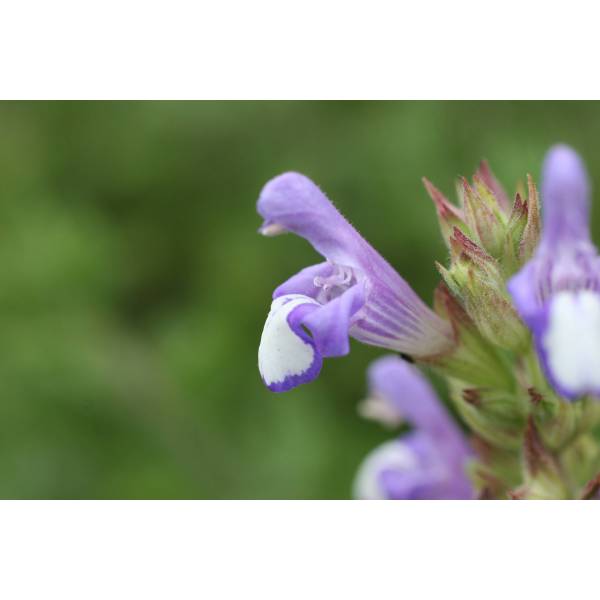 Salvia heldreichiana, Sauge de Heldreich Salvia heldreichiana, Sauge de Heldreich