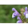 Salvia heldreichiana, Sauge de Heldreich