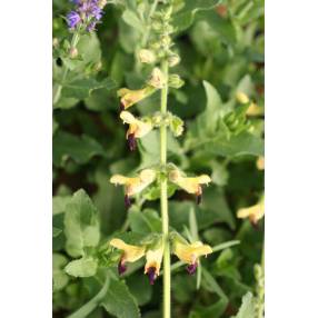 Sauge à fleurs jaunes géantes megalantha