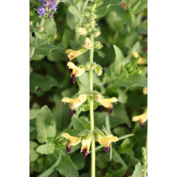 Salvia flava var. megalantha vente de Sauge à fleurs jaunes géantes — free download