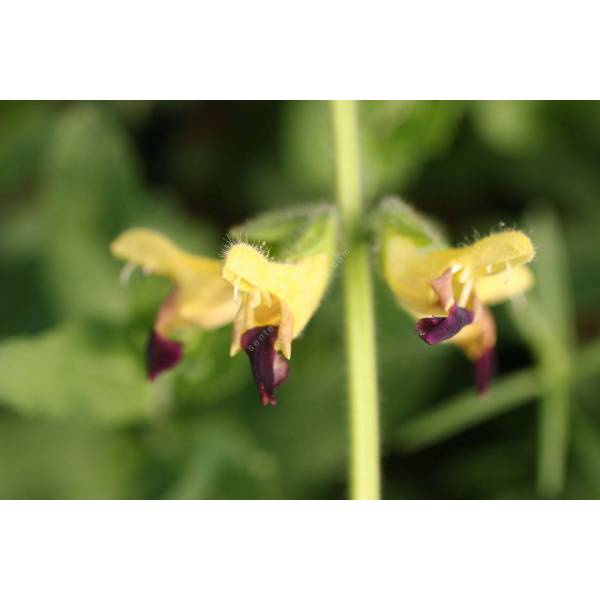 Salvia flava var. megalantha vente de Sauge à fleurs jaunes géantes — free download