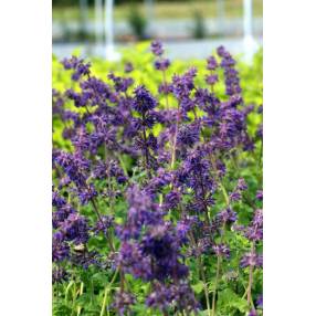 fleur de Salvia verticillata 'Purple Rain' - Sauge verticillée pourpre