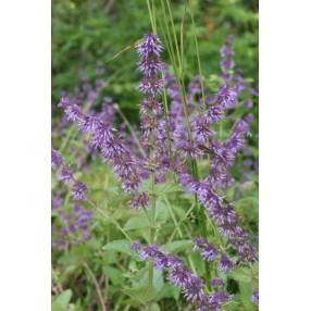 Sauge verticillée pourpre 'Purple Rain'