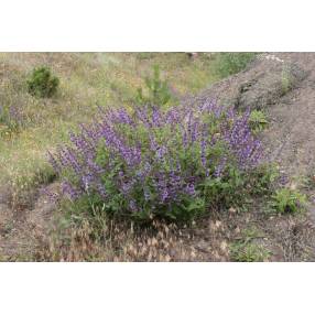 Salvia verticillata 'Purple Rain' - Sauge verticillée pourpre