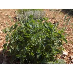 touffe de Salvia verticillata 'Alba' - Sauge verticillée blanche