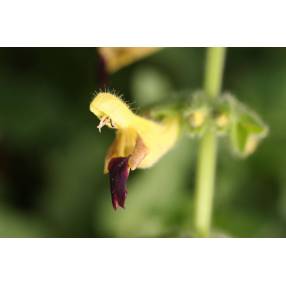 Sauge à fleurs jaunes géantes - Salvia flava var. megalantha