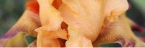 Grands Iris par couleur - Orange & Abricot