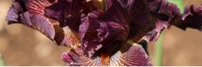Grands Iris par couleur - Rouge, Prune & Brun