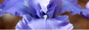 Grands Iris par couleur - Bleu