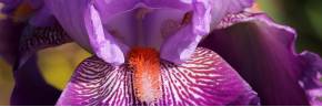 Grands Iris par couleur - Violet