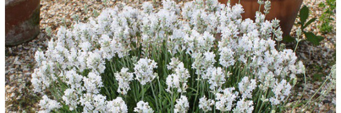 Lavande blanche