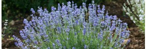 Classées par couleurs - Lavande bleue