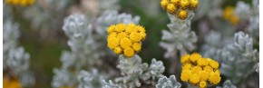 Plantes vivaces - Helichrysum - Hélichryse