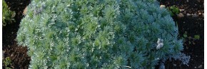 Plantes vivaces - Artemisia - Armoise