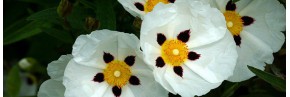 Arbustes - Cistus - Ciste