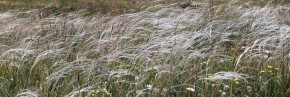 Graminées - Stipa