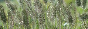 Graminées - Pennisetum - Herbe aux écouvillons