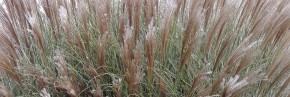 Graminées - Miscanthus - Roseau de Chine, Elalie