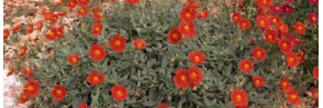 Plantes vivaces - Helianthemum - Hélianthème