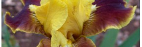 Iris - Iris intermédiaires