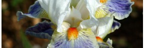 Iris - Iris nains
