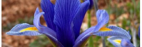 Iris botaniques