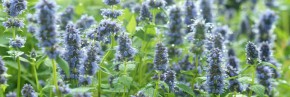 Plantes vivaces - Agastache