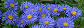 Plantes vivaces - Aster