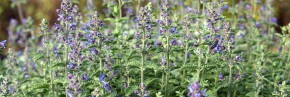 Plantes vivaces - Nepeta - Herbe à chat