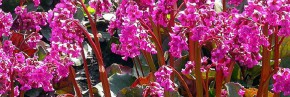 Plantes vivaces - Bergenia - Bergénie