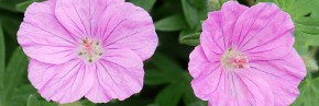 Plantes vivaces - Geranium - Géranium vivace