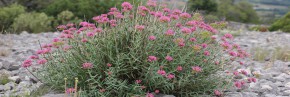 Plantes vivaces - Centranthus - Valériane rouge