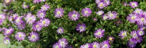 Cactées - Delosperma - Pourpier vivace