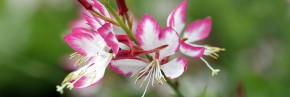 Plantes vivaces - Gaura