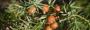 Arbustes - Juniperus - Genévrier