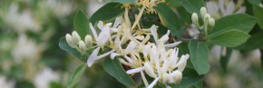 Arbustes - Lonicera - Chèvrefeuille