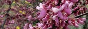 Arbustes - Cercis - Gainier