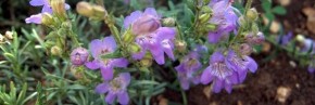 Plantes vivaces - Penstemon - Galane