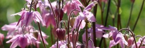 Plantes vivaces - Aquilegia - Ancolie